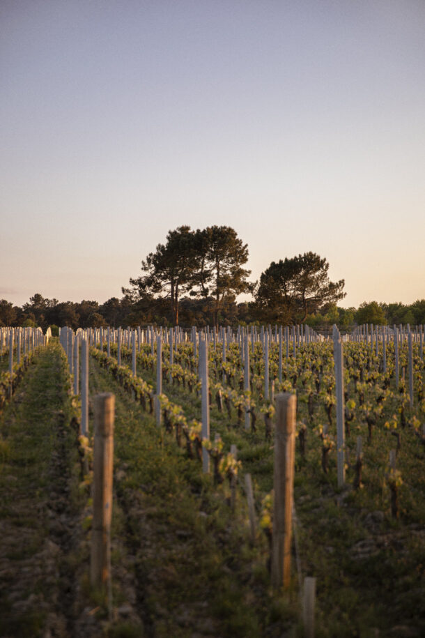 Fieuzal — Wine - Élodie Daguin