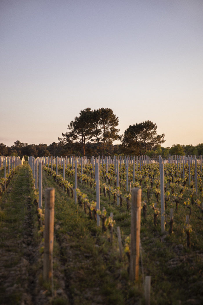 Fieuzal — Wine — Élodie Daguin
