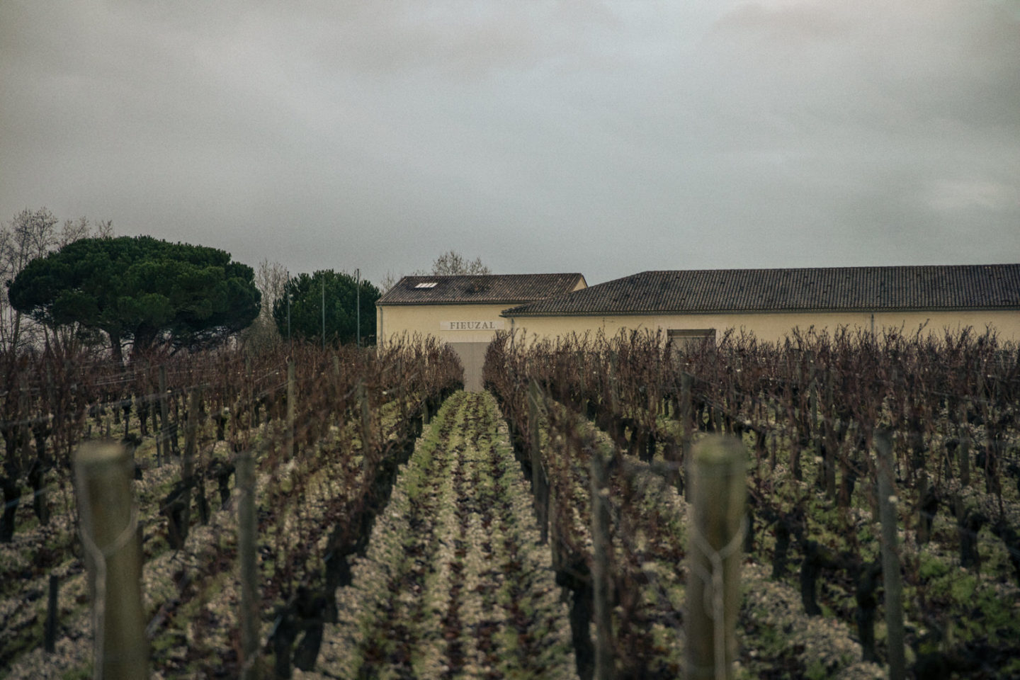 Fieuzal — Wine — Élodie Daguin