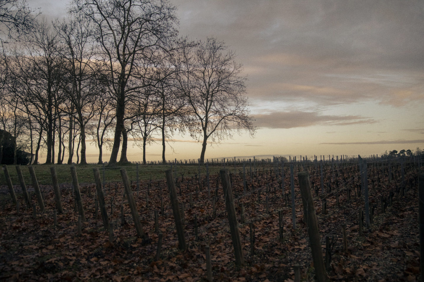 Fieuzal — Wine — Élodie Daguin
