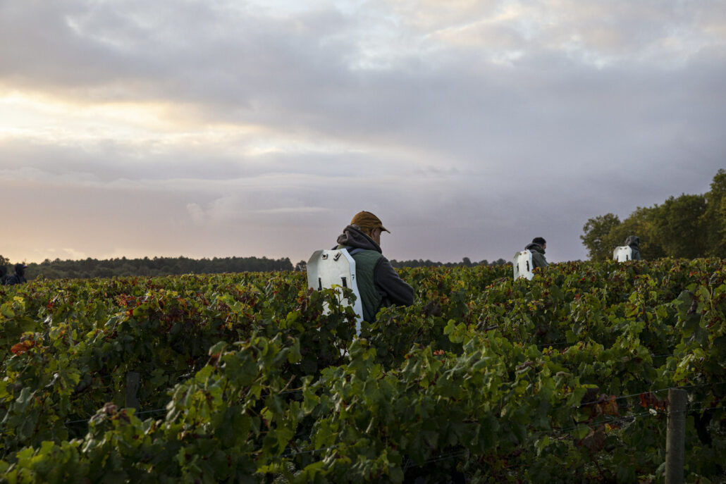 Fieuzal — Wine - Élodie Daguin