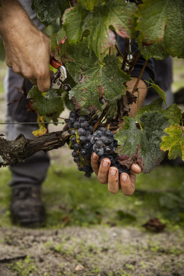 Fieuzal — Wine - Élodie Daguin
