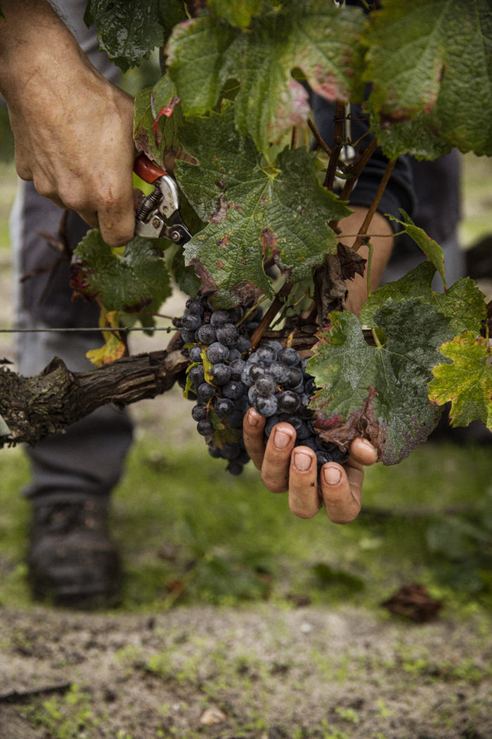 Fieuzal — Wine — Élodie Daguin