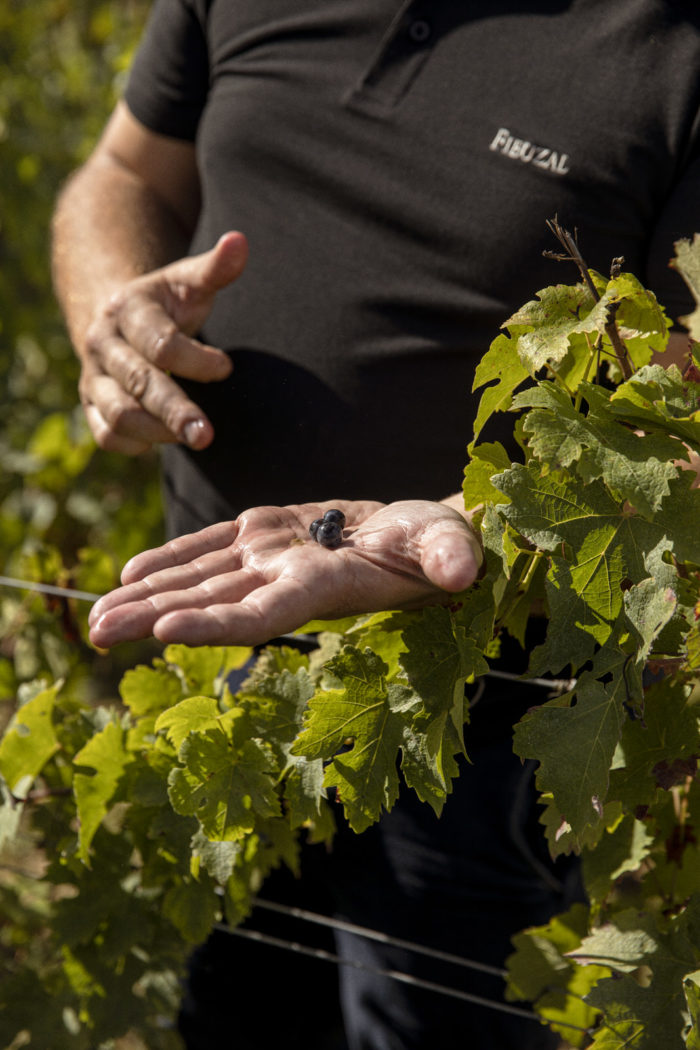 Fieuzal — Wine — Élodie Daguin