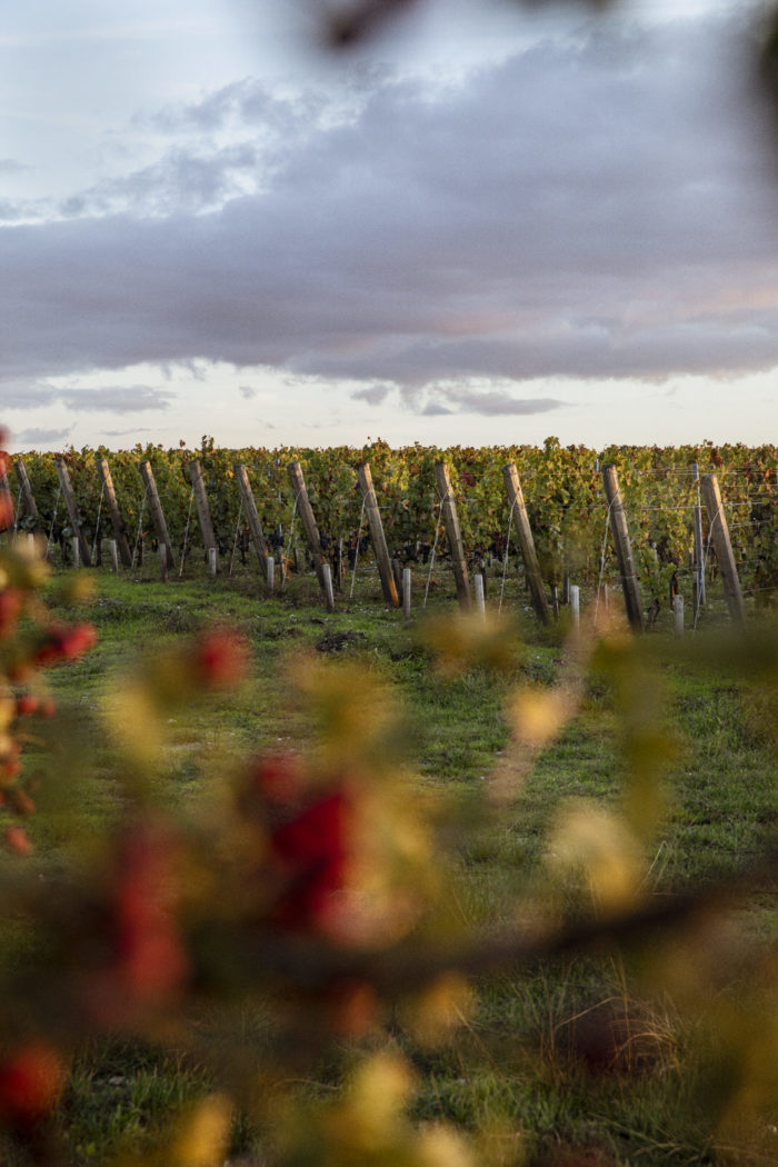Fieuzal — Wine — Élodie Daguin
