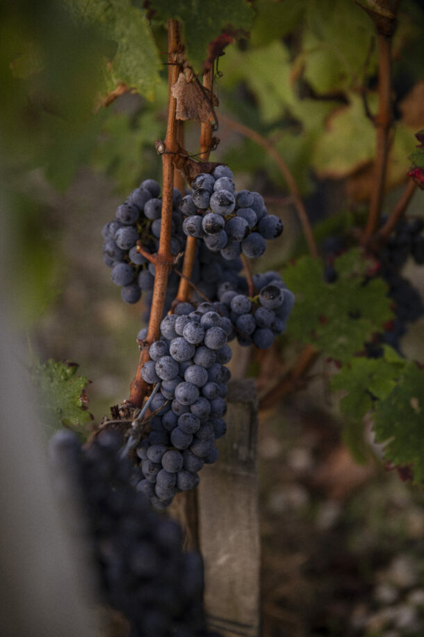 Fieuzal — Wine - Élodie Daguin