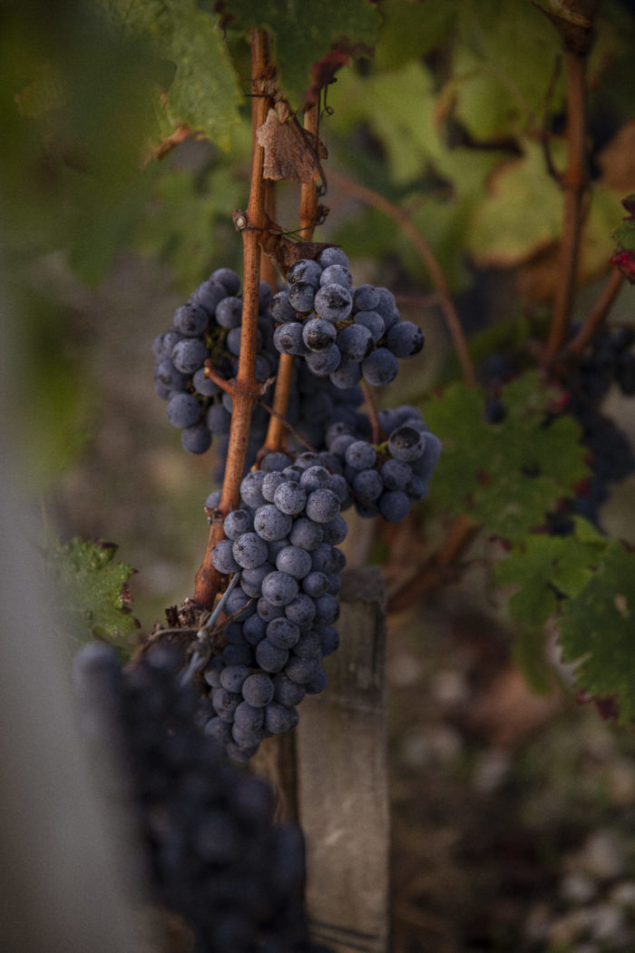 Fieuzal — Wine — Élodie Daguin