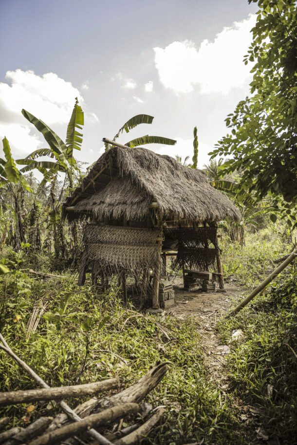 Rice harvest - Élodie Daguin