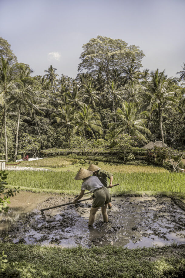 Rice harvest - Élodie Daguin