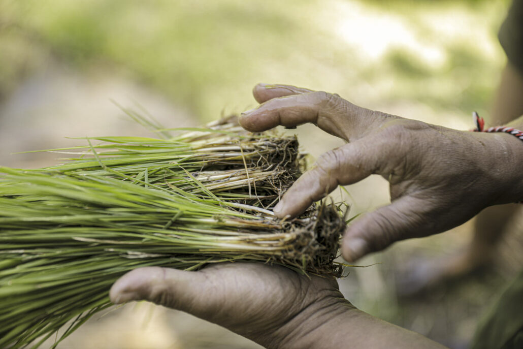 Rice harvest - Élodie Daguin