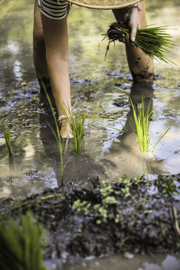 Rice harvest - Élodie Daguin