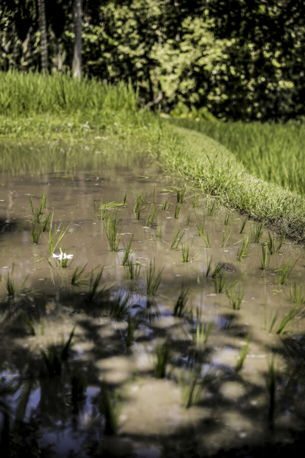Rice harvest - Élodie Daguin