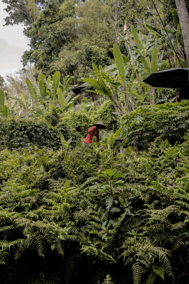 Rice harvest - Élodie Daguin