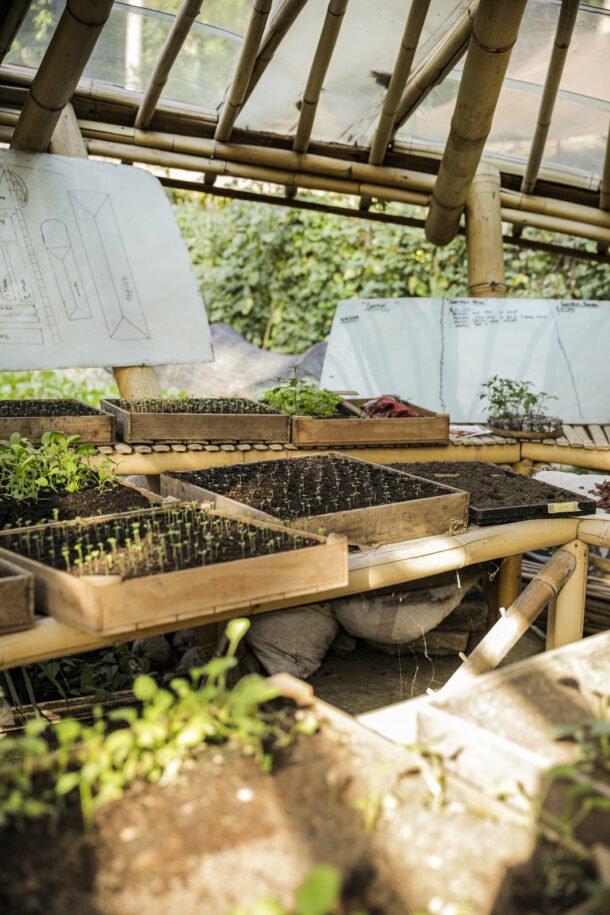 Rice harvest - Élodie Daguin