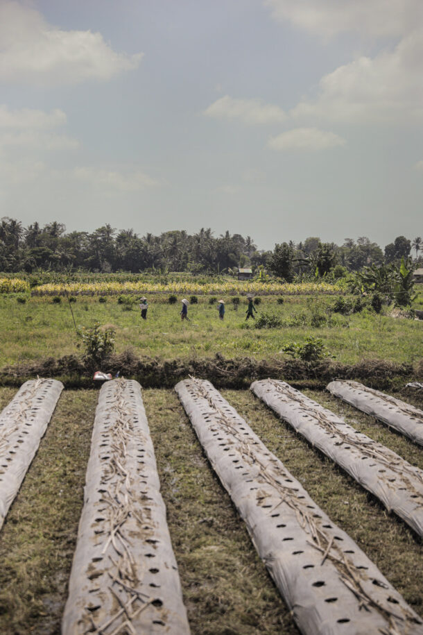 Rice harvest - Élodie Daguin